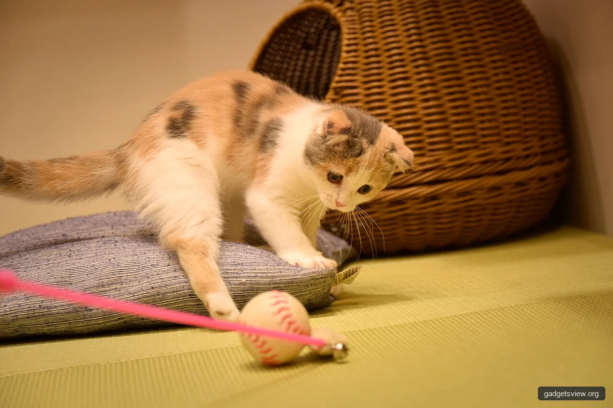 Cat play and toys - Cat Toys That Move