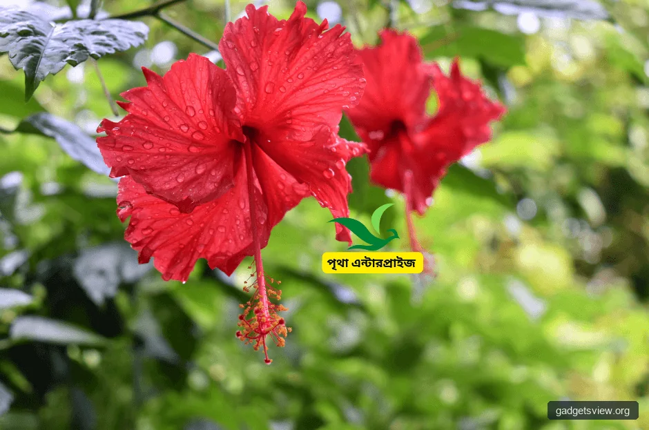 চুলের যত্নে জবা ফুল এর উপকারিতা - Pritha Enterprise